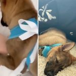 Priyanka Chopra Gave Nick Jonas a Dog For Their Anniversary